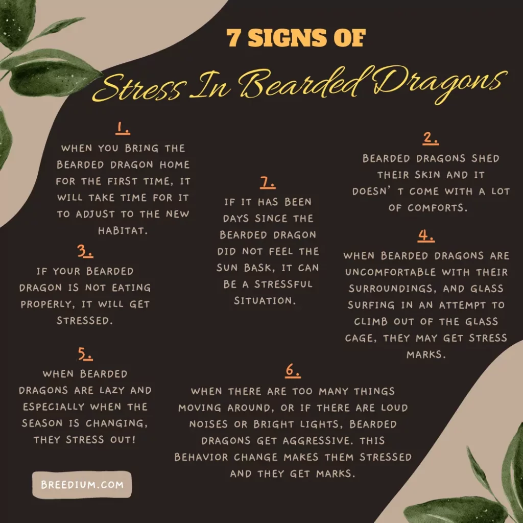 Signs Of Stress In Bearded Dragons