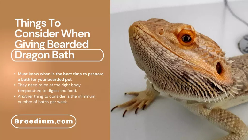Things To Consider When Giving Bearded Dragon Bath