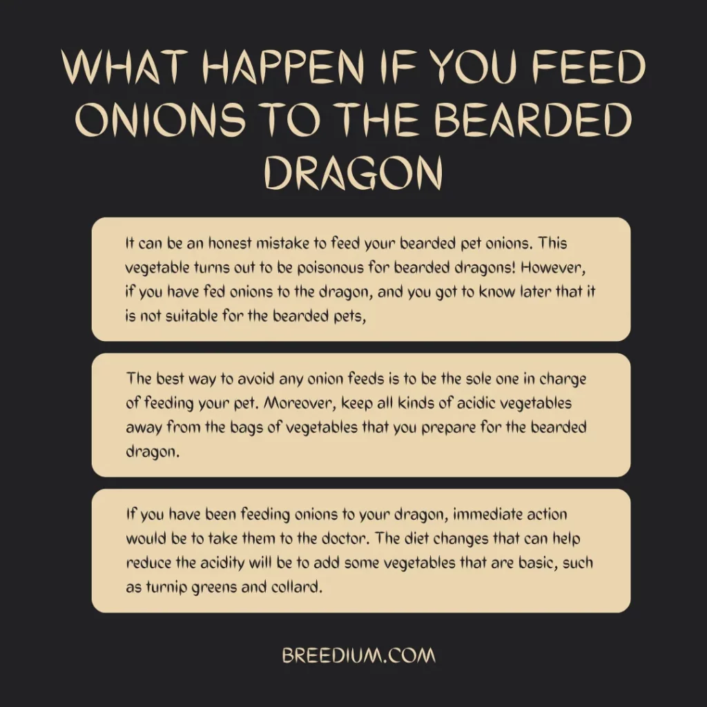 What Happen If You Feed Onions To The Bearded Dragon