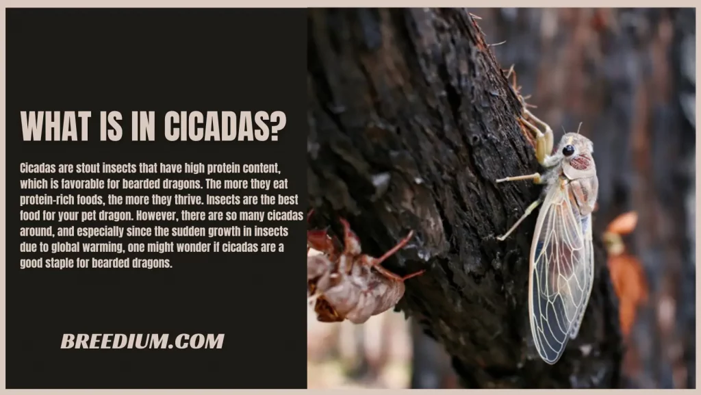 What Is In Cicadas
