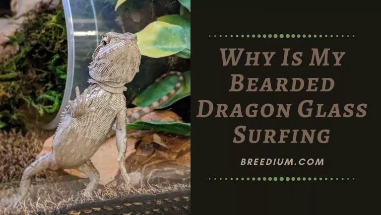 Why Is My Bearded Dragon Glass Surfing? | How To Stop!
