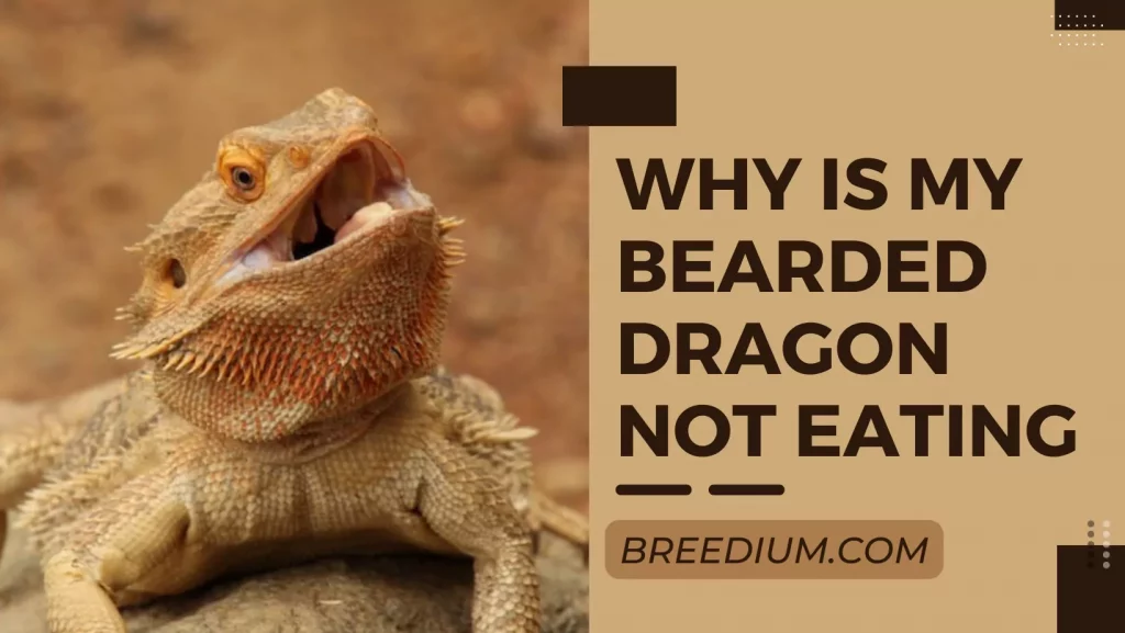 Why Is My Bearded Dragon Not Eating