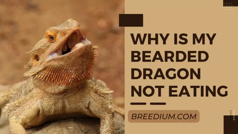 Why Is My Bearded Dragon Not Eating? | Possible Causes