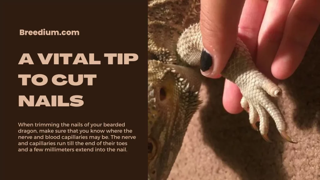 A Vital Tip To Cut Nail