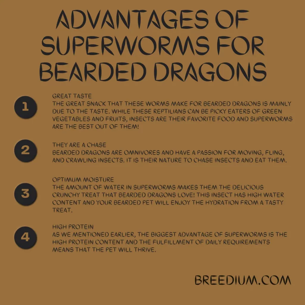 Advantages Of Superworms For Bearded Dragons