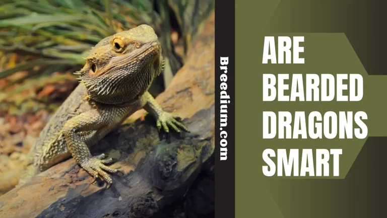 Are Bearded Dragons Smart? | How Can I Find Out?