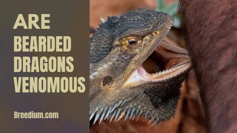 Are Bearded Dragons Venomous? | Fact-Checked Explanation