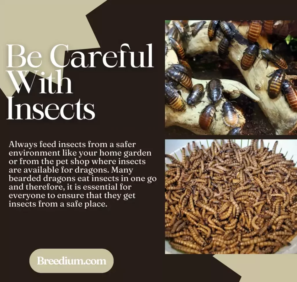 Be Careful With Insects