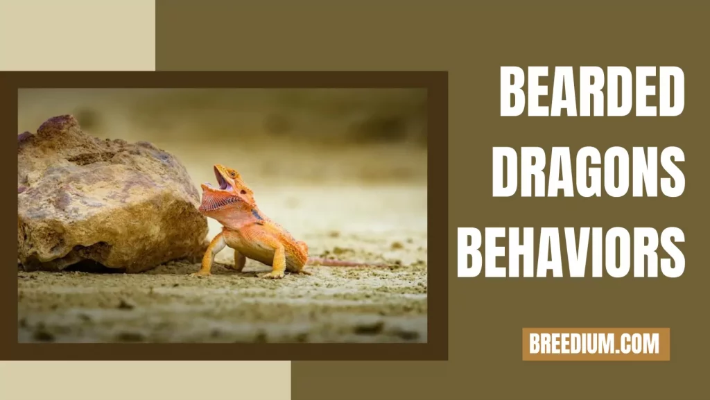 Bearded Dragons Behaviors