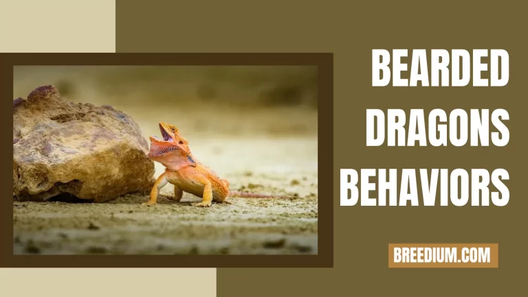 Bearded Dragons Behaviors | Understanding Reptile Actions