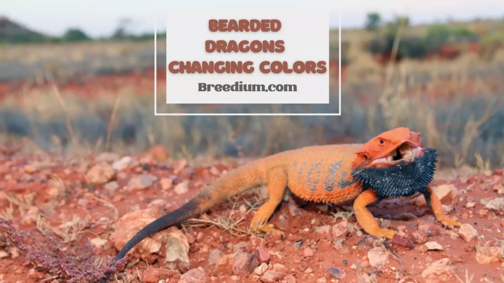 Bearded Dragons Changing Colors