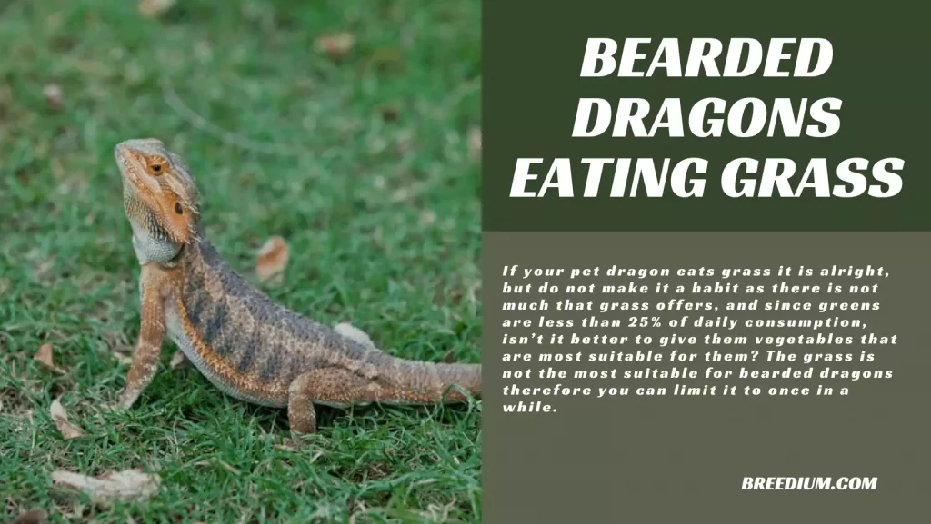 Bearded Dragons Eating Grass