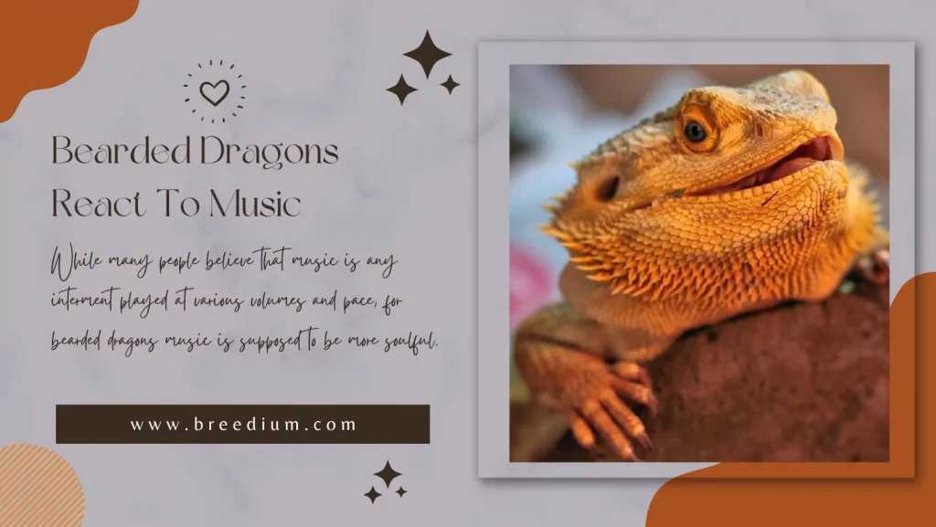 Bearded Dragons React To Music