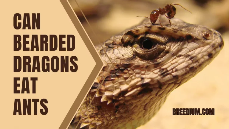 Can Bearded Dragons Eat Ants? | Are They Good To Eat?