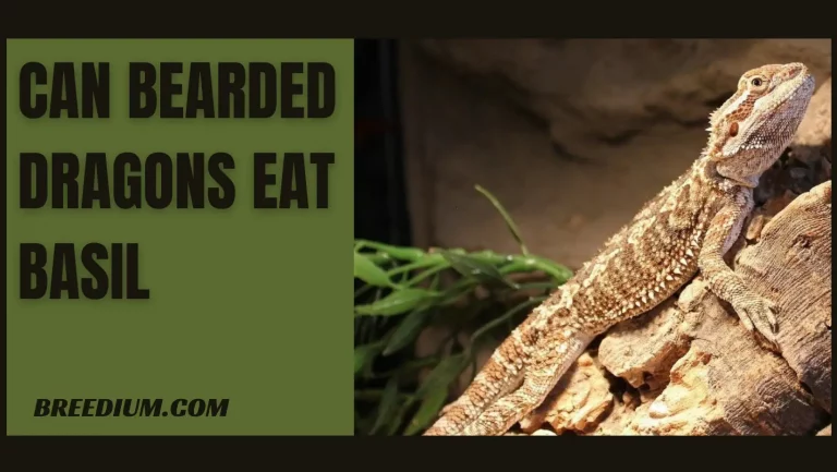 Can Bearded Dragons Eat Basil? | Is It Safe For Your Beardie?