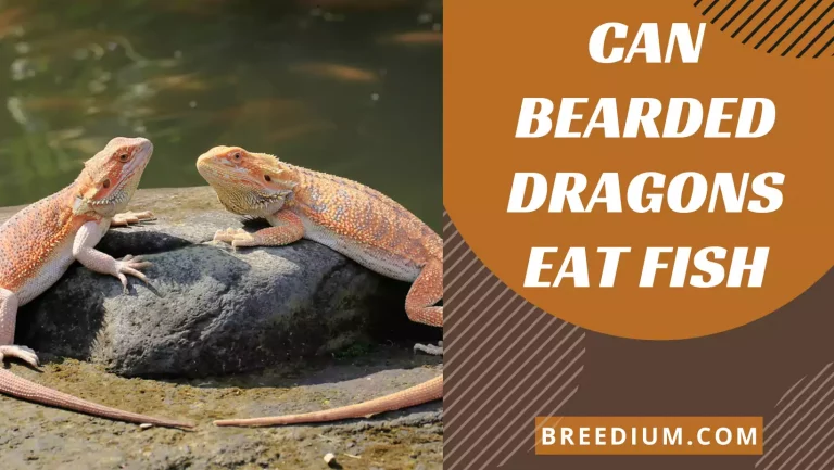 Can Bearded Dragons Eat Fish? | Is It Good Or Bad?