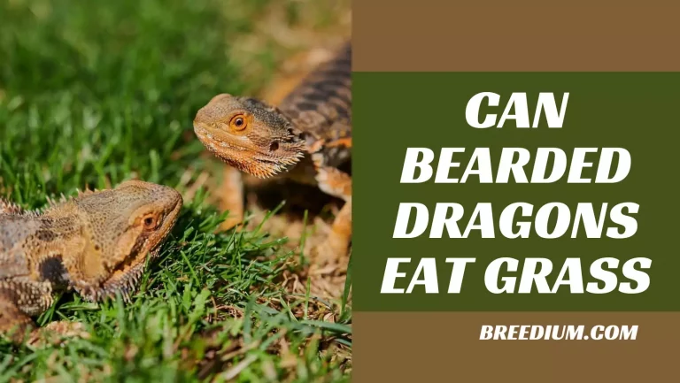 Can Bearded Dragons Eat Grass? | Dietary Considerations