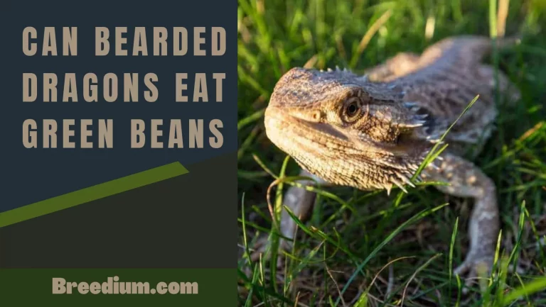 Can Bearded Dragons Eat Green Beans? | Feeding Recommendations
