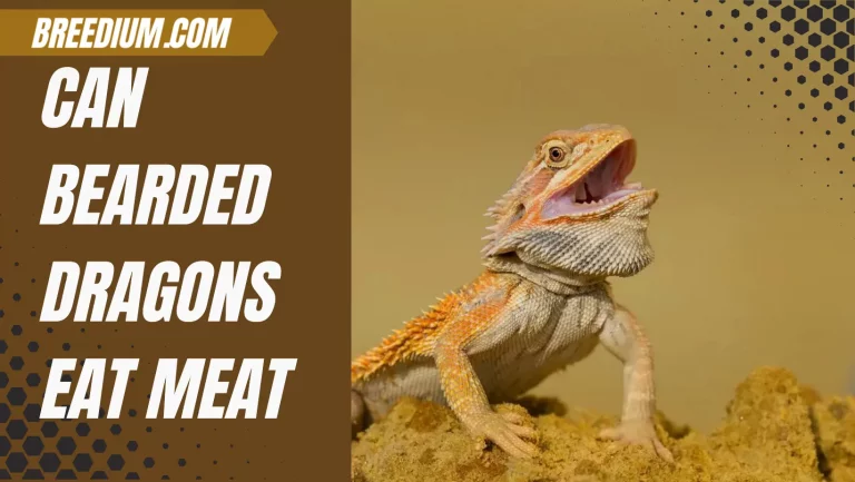 Can Bearded Dragons Eat Meat? What You Need To Know