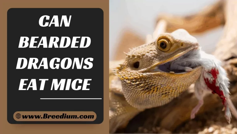 Can Bearded Dragons Eat Mice? | Feeding Precautions