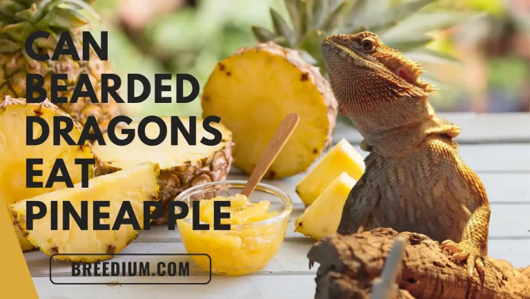 Can Bearded Dragons Eat Pineapple? | 4 Major Benefits