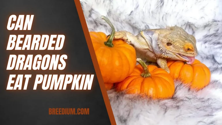 Can Bearded Dragons Eat Pumpkin