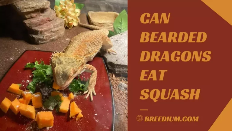 Can Bearded Dragons Eat Squash? | Safe Vegetable Choices