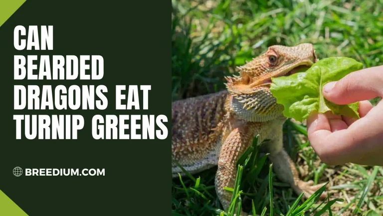 Can Bearded Dragons Eat Turnip Greens? | Nutritious Greens