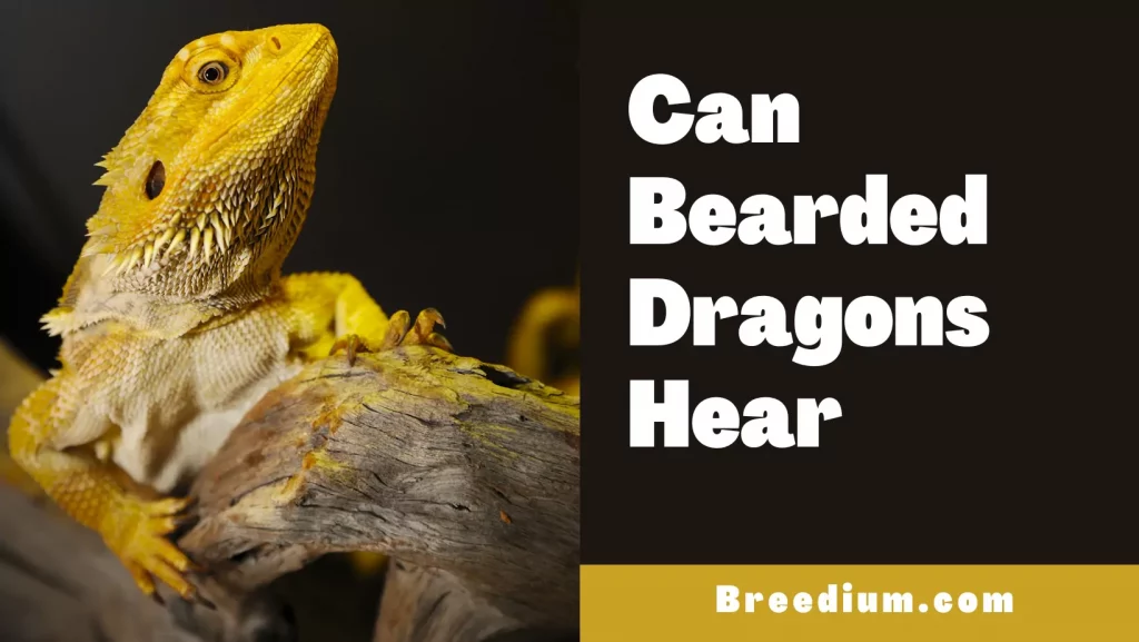 Can Bearded Dragons Hear