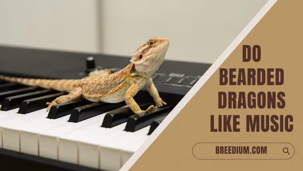 Do Bearded Dragons Like Music