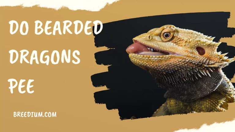 Do Bearded Dragons Pee? | What To Do If You Never See Your Bearded Dragon Pee?