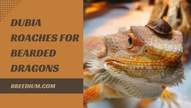 Dubia Roaches For Bearded Dragons | Suitable Food For Bearded Dragons?