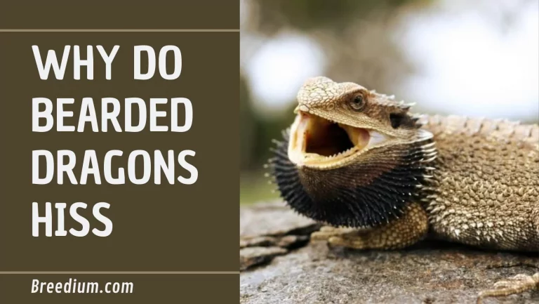 Hissing Bearded Dragon | Causes And Solutions | Expert Tips