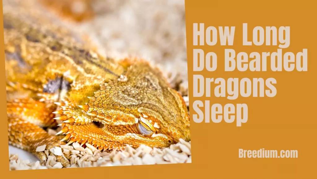 How Long Do Bearded Dragons Sleep