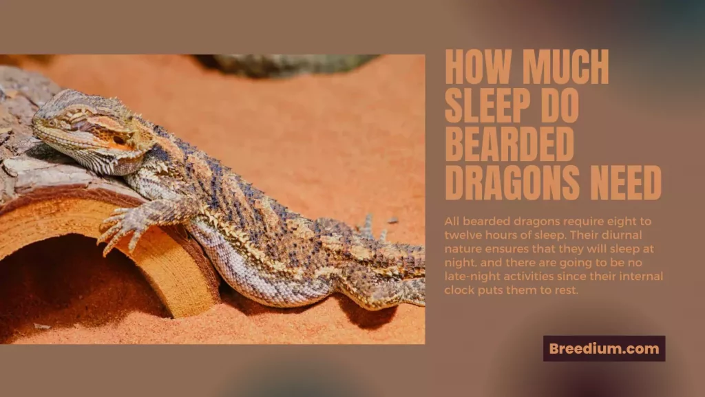 How Much Sleep Do Bearded Dragons Need