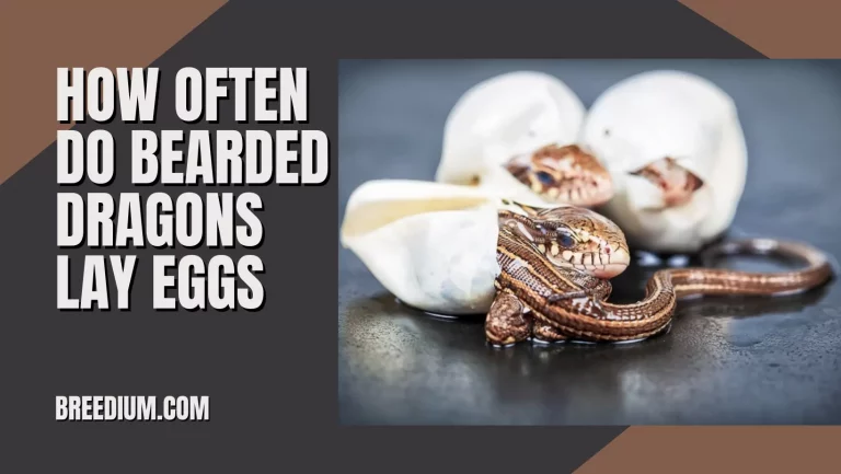 How Often Do Bearded Dragons Lay Eggs? | Breeding Facts