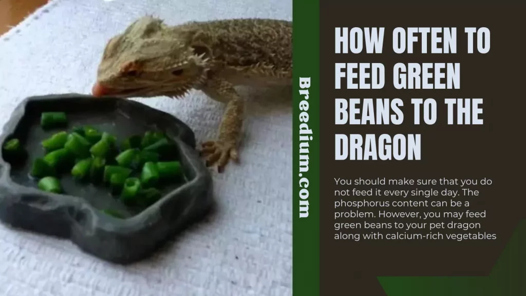 How Often To Feed Beans To The Dragon