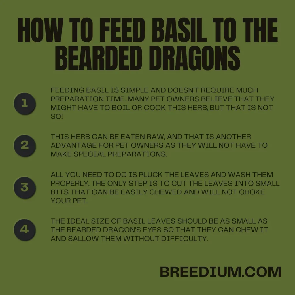 How To Feed Basil To The Bearded Dragons