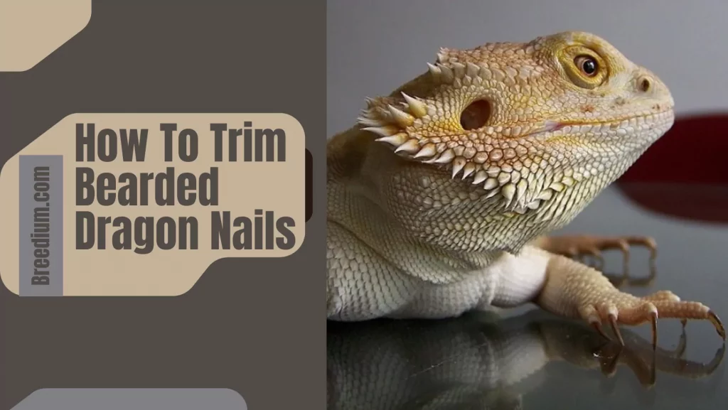 How To Trim Bearded Dragon Nails
