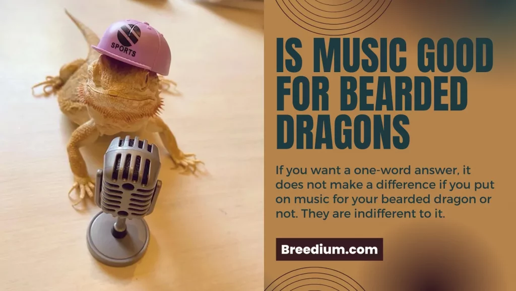 Is Music Good For Bearded Dragons