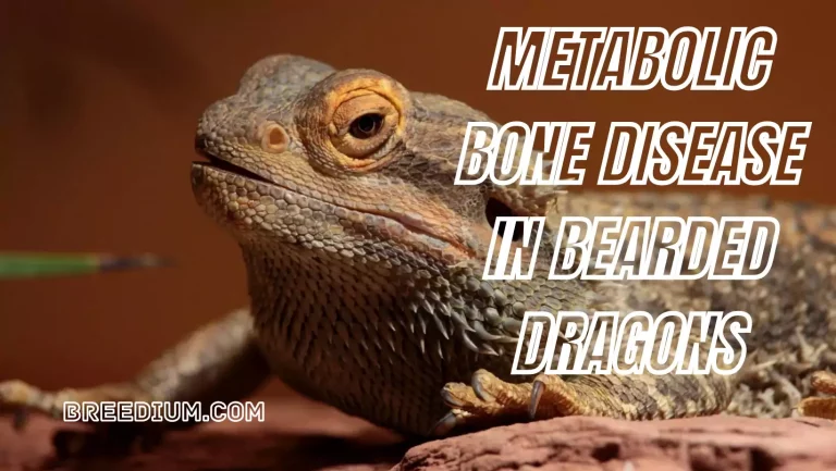 Metabolic Bone Disease In Bearded Dragons | Causes And Care