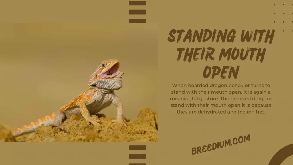 Standing With Their Mouth Open