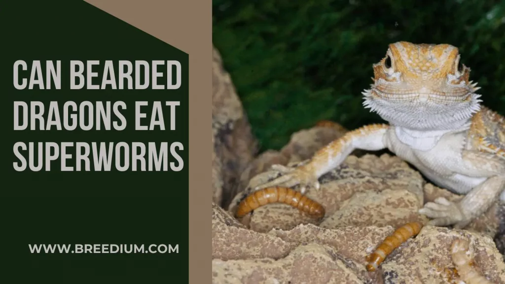 Superworms For Bearded Dragons