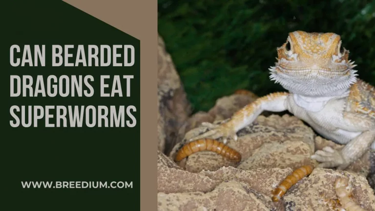Superworms For Bearded Dragons | Can Bearded Dragons Eat Superworms?
