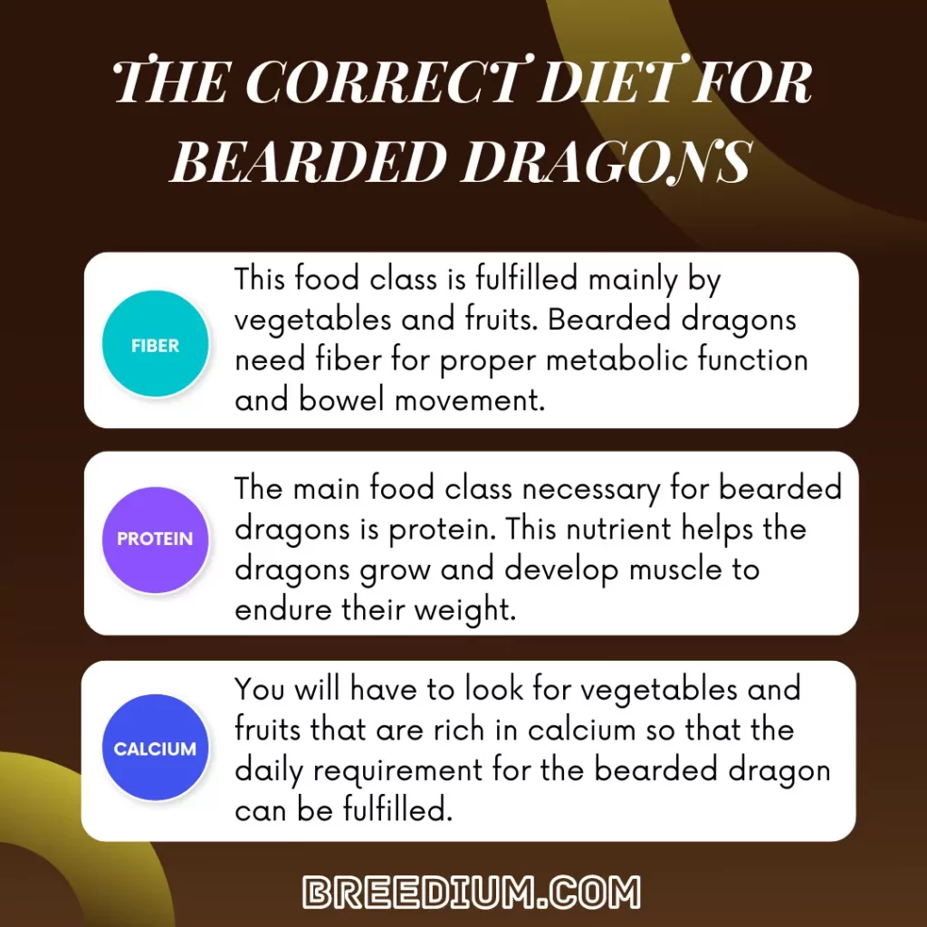 The Correct Diet For Bearded Dragons