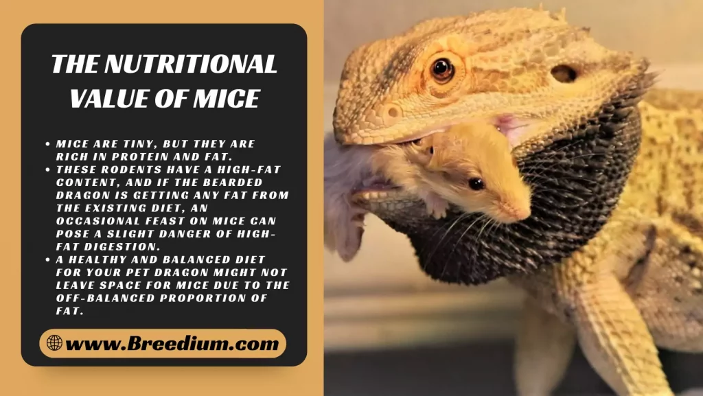 The Nutritional Value Of Mice