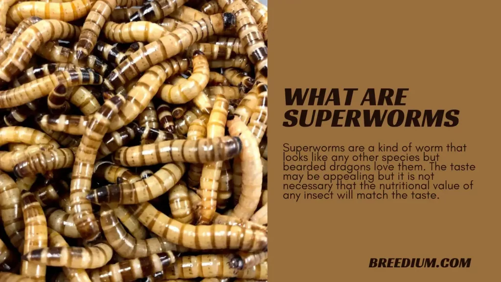 What Are Superworms