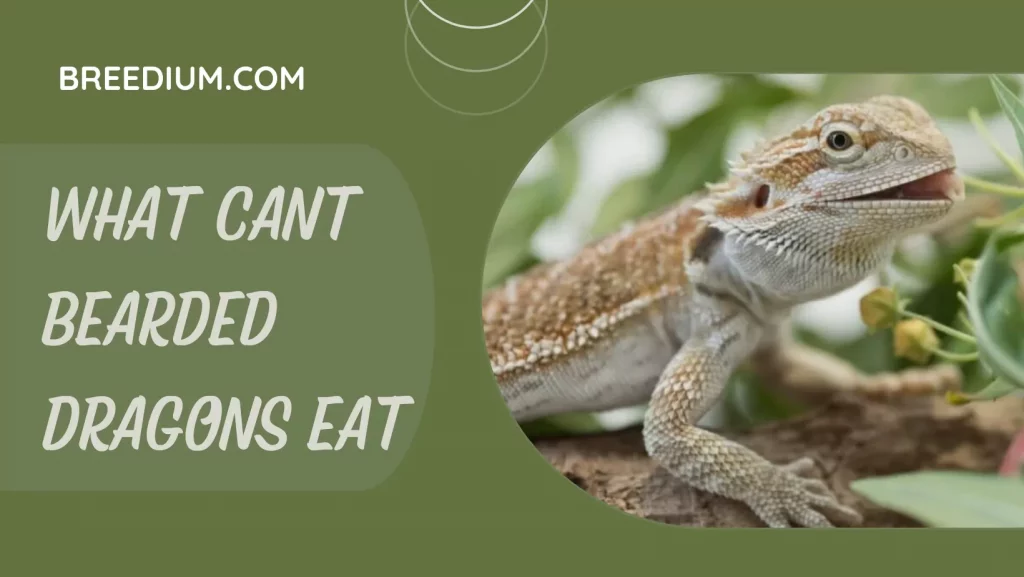 What Cant Bearded Dragons Eat