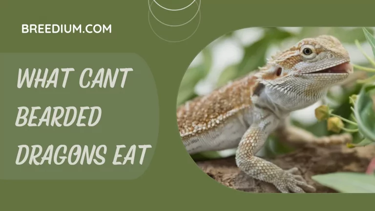 What Cant Bearded Dragons Eat? | Complete Diet Guide