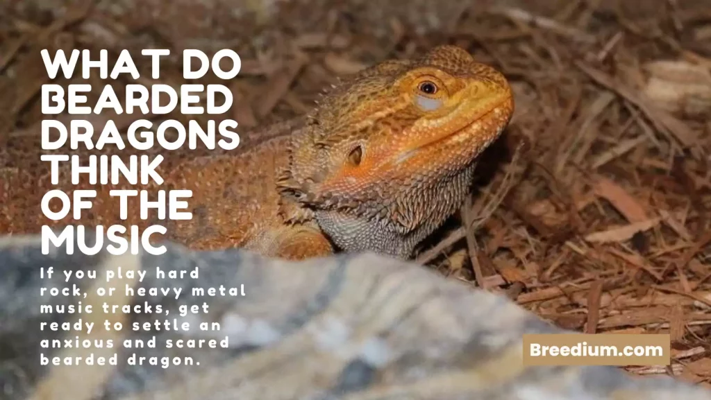 What Do Bearded Dragons Think Of The Music